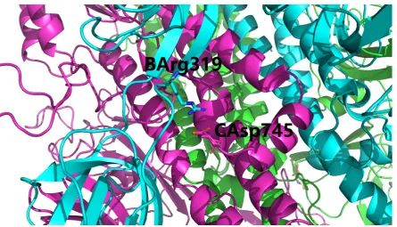 Table 2. Inter-part salt bridging analysis of the spike protein of SARS-CoV-2 with FCS at the boundaryof its S1 and S2 units