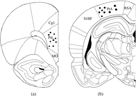 Figure 1. Schematic representation of electrode tip place-ments in the left hemisphere specifically into the (a) PFC (prelimbic PrL region) (3.2 mm anterior to bregma, 0.6 mm lateral to the midline, and 3.2 mm below the dura matter) and B) into the PC (−4.