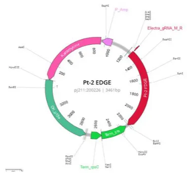 Figure 1: Plasmid map pJ211-pt2pH (EDGE) 