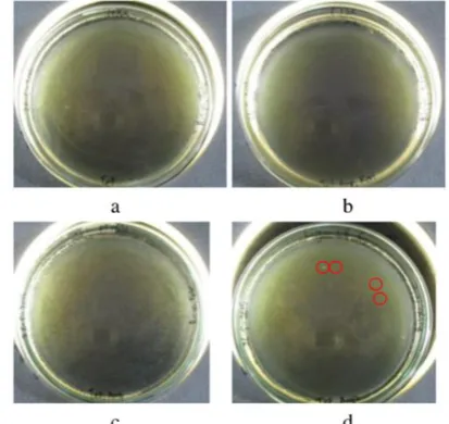Figure 2: Electropherogram characterization of two restriction enzymes SapI-BamHI plasmid pJ211-pt2 (EDGE) pH and pTWIN1