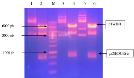 Figure 4: Electroforegram isolates and restriction analysis results of two enzymes SapI-BamHI transformant E