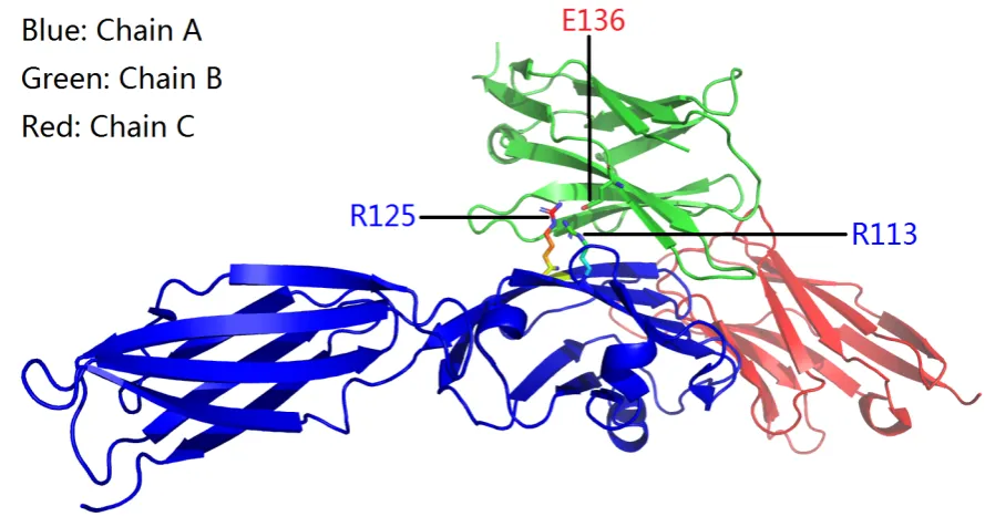 Figure 1. An overview of the structurally identiﬁed side chain salt bridges between an amino acid trio,i.e., Glu136 of PD-1 and Arg113 and Arg125 of PD-L1 for PDB ID 3BIK (Table 1).