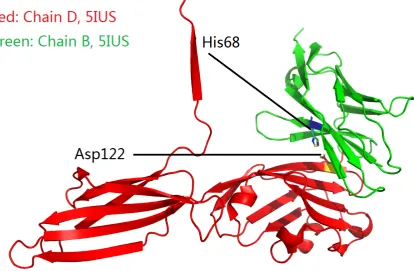 Figure 4. An overview of two salt-bridged amino acid residues at the binding interface of PD-1 (green)and PD-L1 (red) according to their complex structure (PDB ID: 5IUS, Table 1).