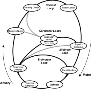 Figure 0.3 Neuroanatomical loops in the whisker system of the rat(modiﬁed from Kleinfeld et al