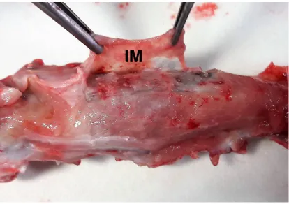 Figure 3 Induced membrane formation. Identification of the induced membrane 