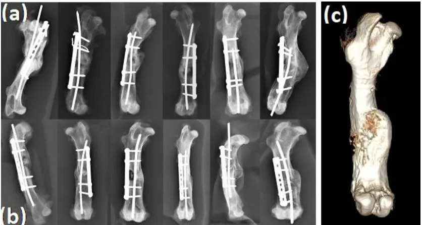 Figure 5 X-ray and micro-computed tomography (CT) evaluations of the treated 