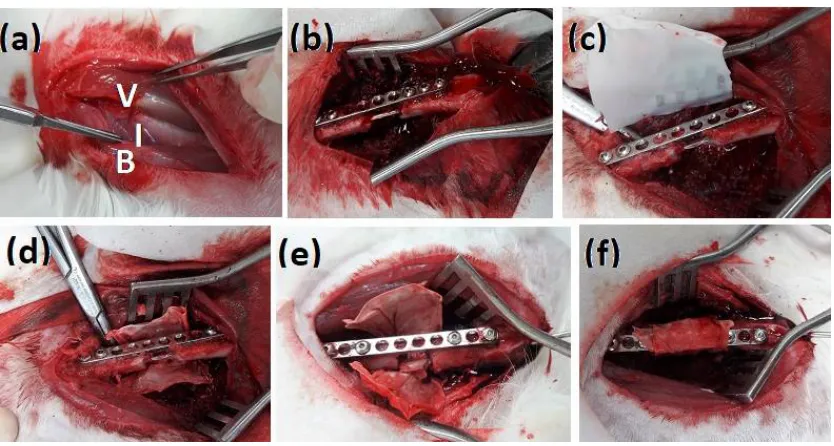 Figure 1 Surgical procedure applied for the formation and treatment of the 
