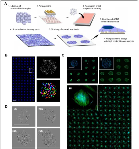 Figure 1 Principle of the cell spot microarray (CSMA) methodiii) of primary prostate stromal cells cultured for 48 h and stained for DNA (blue) and F-Actin (green)