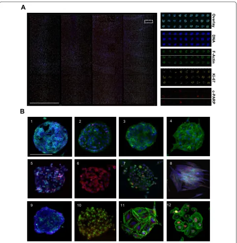 Figure 2PC-3, T-98G, KPL-4, primary prostate stromal cells, HEK-293, HeLa, SAOS-2 and primary osteosarcoma cells cultured on CSMAs for 48 h andstained with multiple types of immunostainings