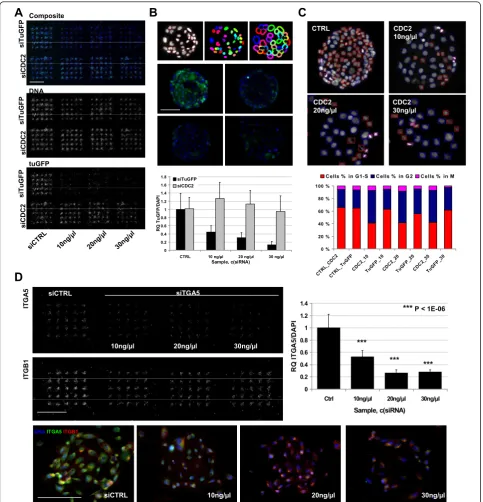 Figure 3 siRNA reverse transfection on CSMAssiRNA. Bottom: 20× microscopic images of the control and ITGA5 siRNA spots