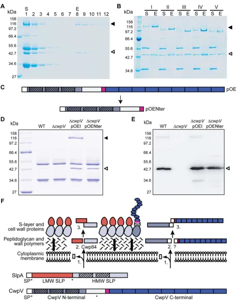 Figure 7. CwpV cleavage products form a complex that is anchored to the cell wall by the N-terminal domain