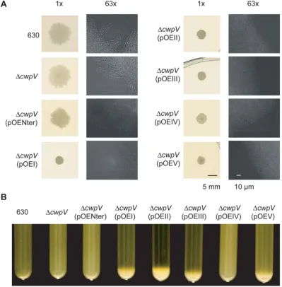 Figure 8. CwpV is an aggregation-promoting factor. A. Colony morphology caused by CwpV over-expression inobserved in suspensions ofbe seen microscopically shown by the 63 C