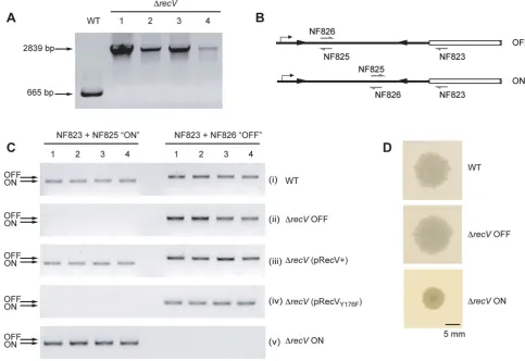 Figure 1. Isolation of Dfrom ON.recV mutants. A. PCR confirmation of recV gene disruption using ClosTron
