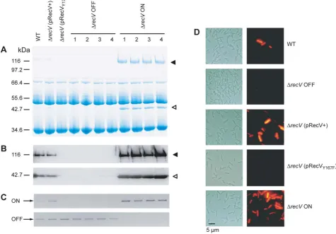 Figure 2. CwpV expression in DWestern blot of S-layer extracts using anti-CwpVrptI antibody (top; 1:5000) and anti-CwpVNter antibody (bottom; 1:5000).terminal domain.expression of CwpV using anti-CwpVrptI antibody