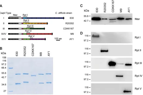Figure 4. CwpV repeat types are antigenically distinct. A. Cross-reactivity of C. difficile S-layer extracts from strains of different CwpV type.Recombinant CwpV domains were expressed and purified from E