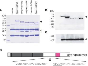 Figure 6. A conserved post-translational cleavage site for all CwpV proteins. A. S-layer extracts from 630strep-tagged CwpV C-termini yielded the sequence TFVNY, revealing the conserved cleavage site for all CwpV types