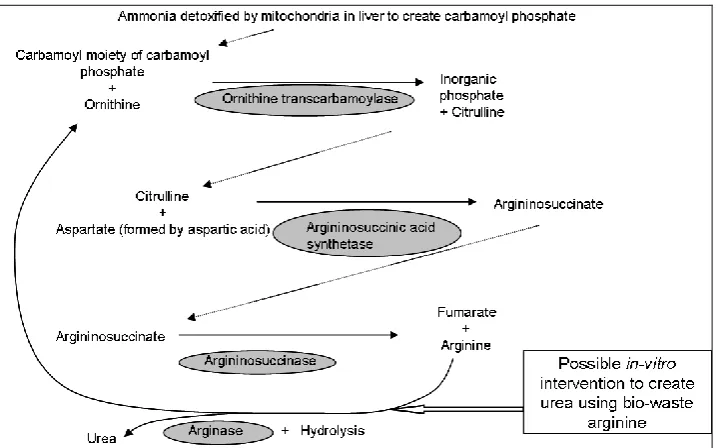 Figure 3. Ornithine-urea cycle in ureotelic organisms showing possible in-vitro mechanism for urea production