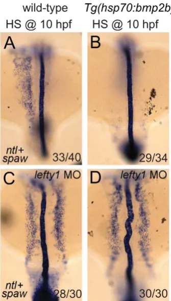 Figure 7. Lefty1 is required for Bmp induced repression of