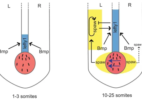 Figure 8. Schematic representation of lefty1i) At the 1–3 somite stage the KV (shown in red) is formed but the nodal flow (indicated by blue arrows) has not yet been initiated