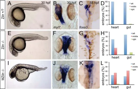 Figure 1. Dorsoventral and laterality defects in zygotic and maternal zygotic linGut laterality was unaffected in Zlin mutant embryos (G)