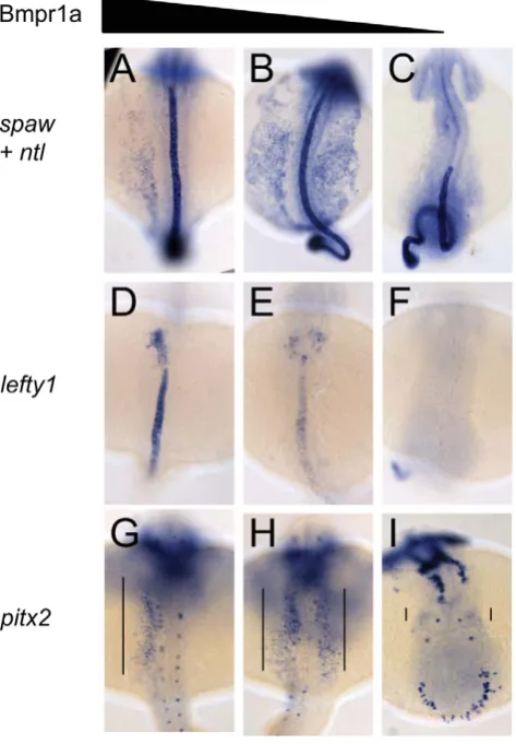 Table 2. Expression pattern of spaw, lefty1, and pitx2 inbmpr1aa/ab genotypes.
