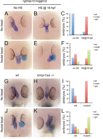 Figure 4. Rescue of Bmp-related cardiac laterality defects by Nodal beads. In situ hybridisation for myl7 to highlight the position of thelinear heart tube at 30 hpf