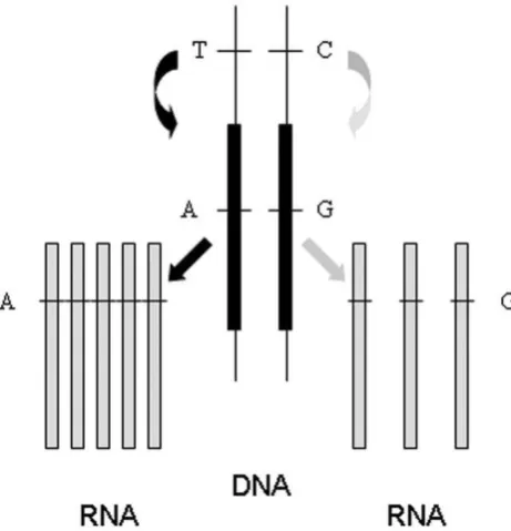 Figure 1. Diagrammatic representation of the effect of a cissituation for an individual who is heterozygous for aacting polymorphism upon allelic expression