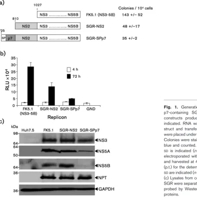 Fig. 1. Generation and characterization ofp7-containing SGR. (a) Schematic of theconstructs produced