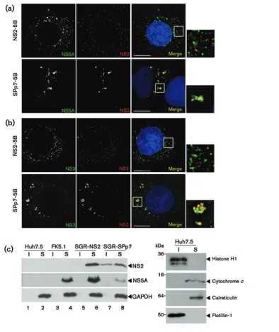 Fig. 2. Localization of NS2 in cells harbouring SGRs. SGR harbouring cells were fixed and stained for NS5A (a), or NS3 (b),and NS2, and nuclei were stained with Hoechst 33342