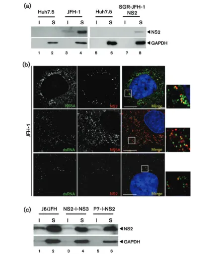 Fig. 5. Localization of NS2 in cells infected with JFH-1 or harbouring a JFH-1-derived SGR