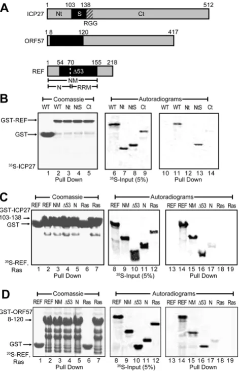 Figure 1. Identification of regions for the interactions between54–1551–70 (N); no interaction is detected with the control Ras protein