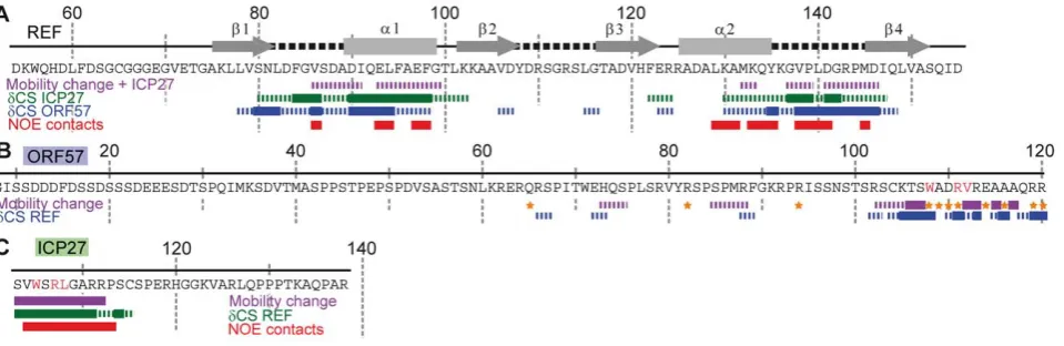 Figure 2. Identifying interaction sites within REF, ORF57 and ICP27 constructs via different NMR parameters