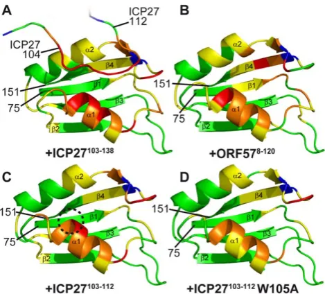 Figure 3. Mapping of the ICP27- and ORF57-induced signal-helix 1 is reduced,position and numbering of N- and C- terminal residues are indicated.however the value of shifts at the top ofhighlighting the binding site for W105 (encircled on panelpeptide ICP27