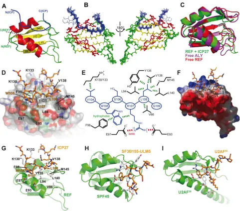 Figure 4. Structure of the REF - ICP27 complex. (determined here. (1jmt, [42]).for comparison the known structures of RRM domains (green) with bound peptide ligands (orange)