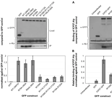 Figure 7. Functional importance of triad residues 105, 107 and108 for the interaction of ICP27 with human Aly