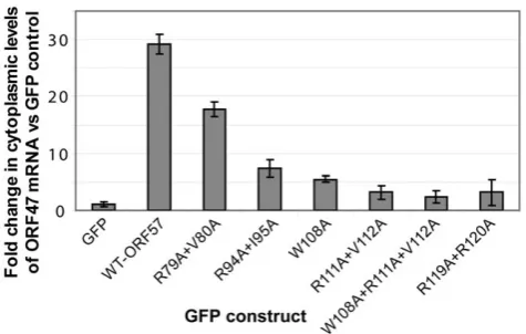 Figure 8. Perturbing the ORF57-REF/Aly interaction with pointmutations decreases cytoplasmic accumulation of viral mRNA.293T cells were transfected with the pORF47 reporter mRNA constructand the vectors containing wild type ORF57 or its mutants, and RNAwas