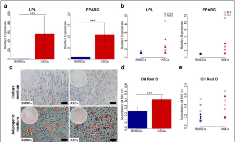 Fig. 6 Adipogenic gene expression and lipid vesicle formation in BMSCs and ASCs. a and b Relative gene expression of the adipogenic genesLPL and PPARG in BMSCs and ASCs at day 14, average of nine donors (a) and in each donor (b)