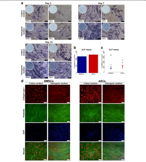 Fig. 3 ALP activity and collagen type I formation in BMSCs and ASCs.ASCsof IF staining of collagen type I in BMSCs and ASCs at day 14