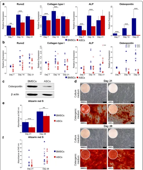 Fig. 4 Osteogenic gene and protein expression, and calcium deposition in BMSCs and ASCs.genes Runx2, collagen type I, ALP and osteopontin in BMSCs and ASCs at day 7, 14 and 21, average of nine donors ( a and b Relative gene expression of the osteogenica) a