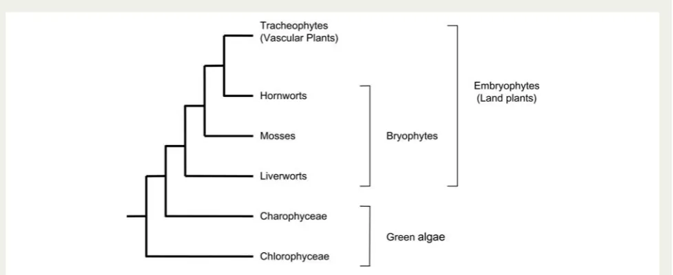 Fig. 1 Phylogenetic tree for land plant evolution derived from analysis by Qui et al. (2006)