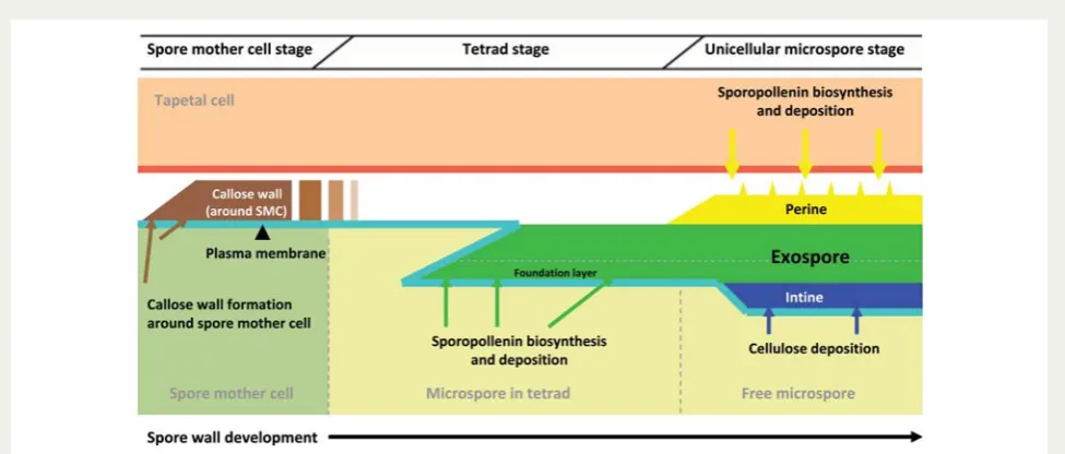 Fig. 3 Proposed model of spore wall development in selaginella microsporeslamellae formed centripetally on WLCL