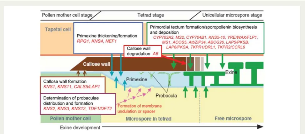 Fig. 5 Proposed functions of genes implicated in arabidopsis pollen wall exine developmentexpression are indicated