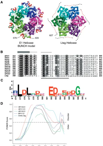 Figure 4. Sequence and disorder conservation. (segment of E1 (BUNCH model) are shown as red spheres (left)