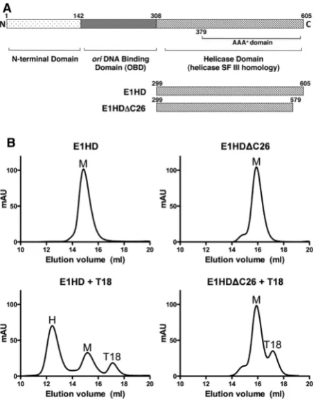 Figure 1. Oligomerization of E1HD and E1HDto form low molecular weight oligomers as observed in gel ﬁltrationpreviouslyE1HDlowest mobility was enhanced in the presence of ATP