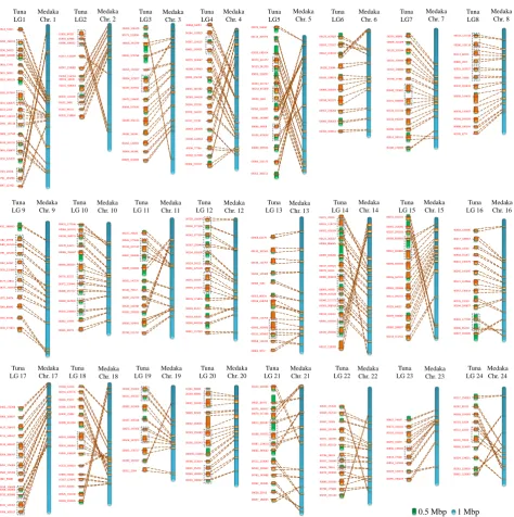 Figure S3. Comparison of chromosome structure between bluefin tuna and medaka. Red number indicates MS marker name, orange square indicates homologous region between tuna and medaka
