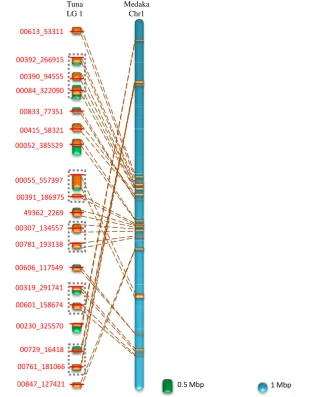 Figure 4. Comparison of chromosome structure between Pacific bluefin tuna LG 1 and medaka Chr 1