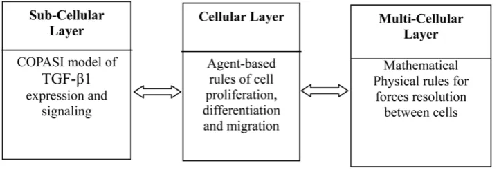 Figure 1. The three integrated layers of the multiscale model of the human epidermis.doi:10.1371/journal.pone.0008511.g001