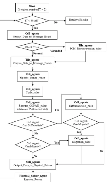 Figure 3. Flowchart of the multiscale model of the human epidermis. Pseudocode descriptions of the steps 1 to 12 are illustrated inAppendix S2