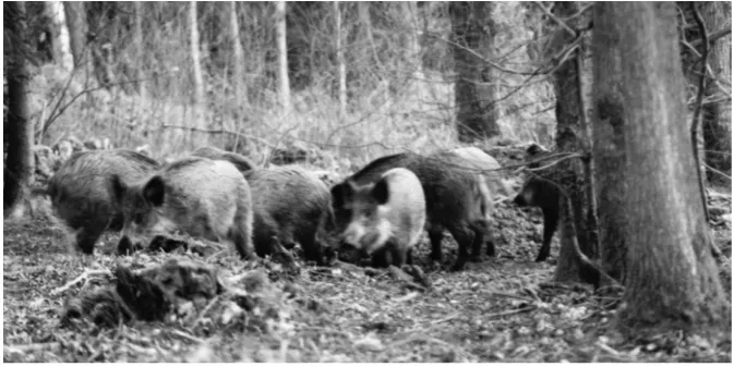 figure 13. A small group 