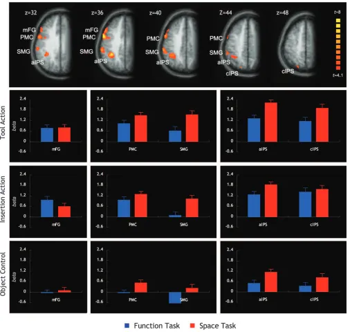 Figure 3. The upper panel shows areas activated more strongly in the 2 action observation conditions (tool action and insertion action) than in the object control condition(thresholded at P � 0.001, as used for the ROI analysis)